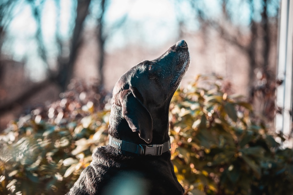 NOBULL Dog Collar (1 Inch) Black